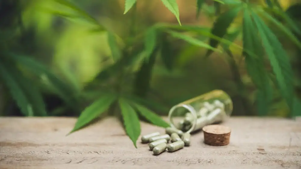 Le differenze tra l'olio CBD e le capsule di CBD. Contenitore cilindrico in vetro aperto posto orizzontalmente su un ripiano di legno grezzo. Parte del contenuto, 8 capsule grigie, fuoriesce in primo piano, a fianco del tappo di sughero. Sullo sfondo piante di cannabis.
