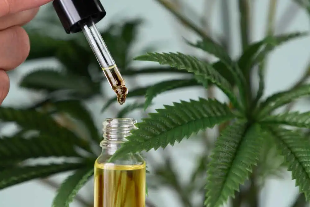 Usi più comuni dell’olio CBD. In primo piano una bottiglietta di vetro trasparente contenente un liquido giallo su cui un contagocce in vetro lascia cadere una goccia di olio CBD. A fianco alcune foglie verdi di canapa.